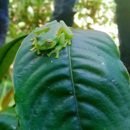 Cabanas Las Orquideas Zapotal  Екстер'єр фото