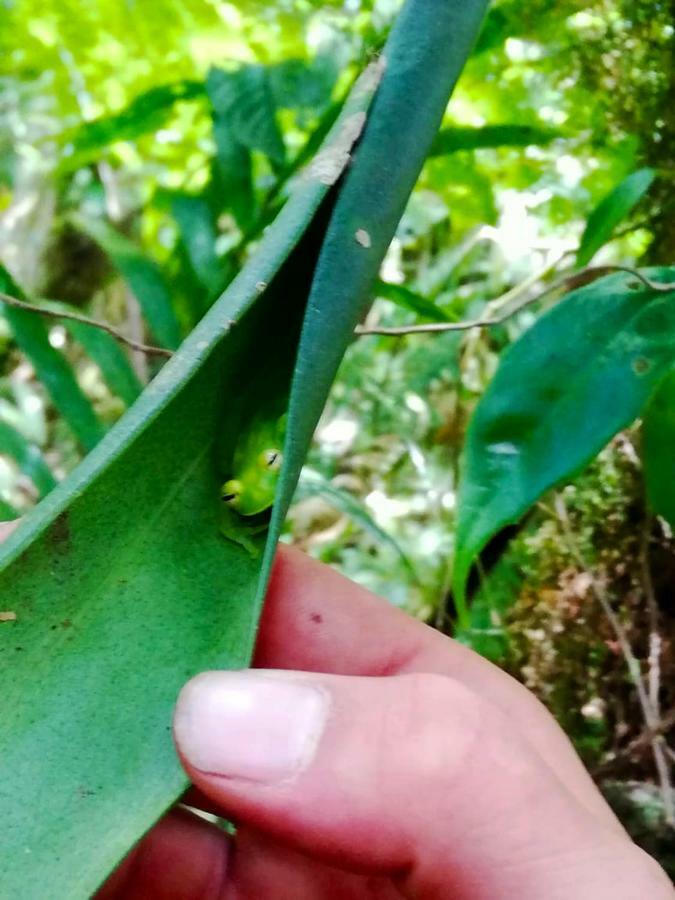 Cabanas Las Orquideas Zapotal  Екстер'єр фото