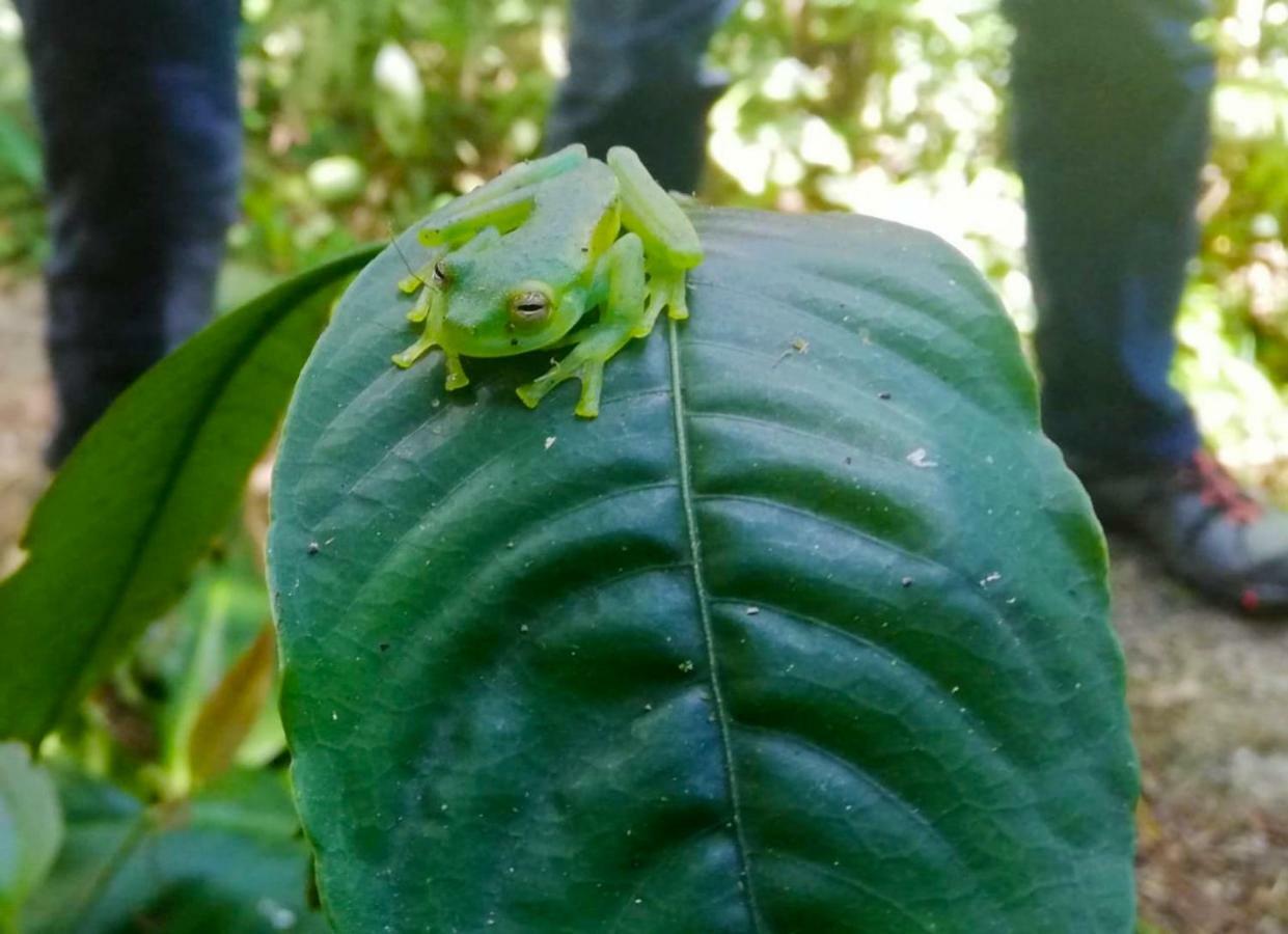 Cabanas Las Orquideas Zapotal  Екстер'єр фото