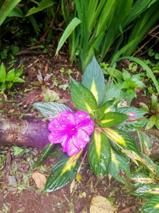 Cabanas Las Orquideas Zapotal  Екстер'єр фото