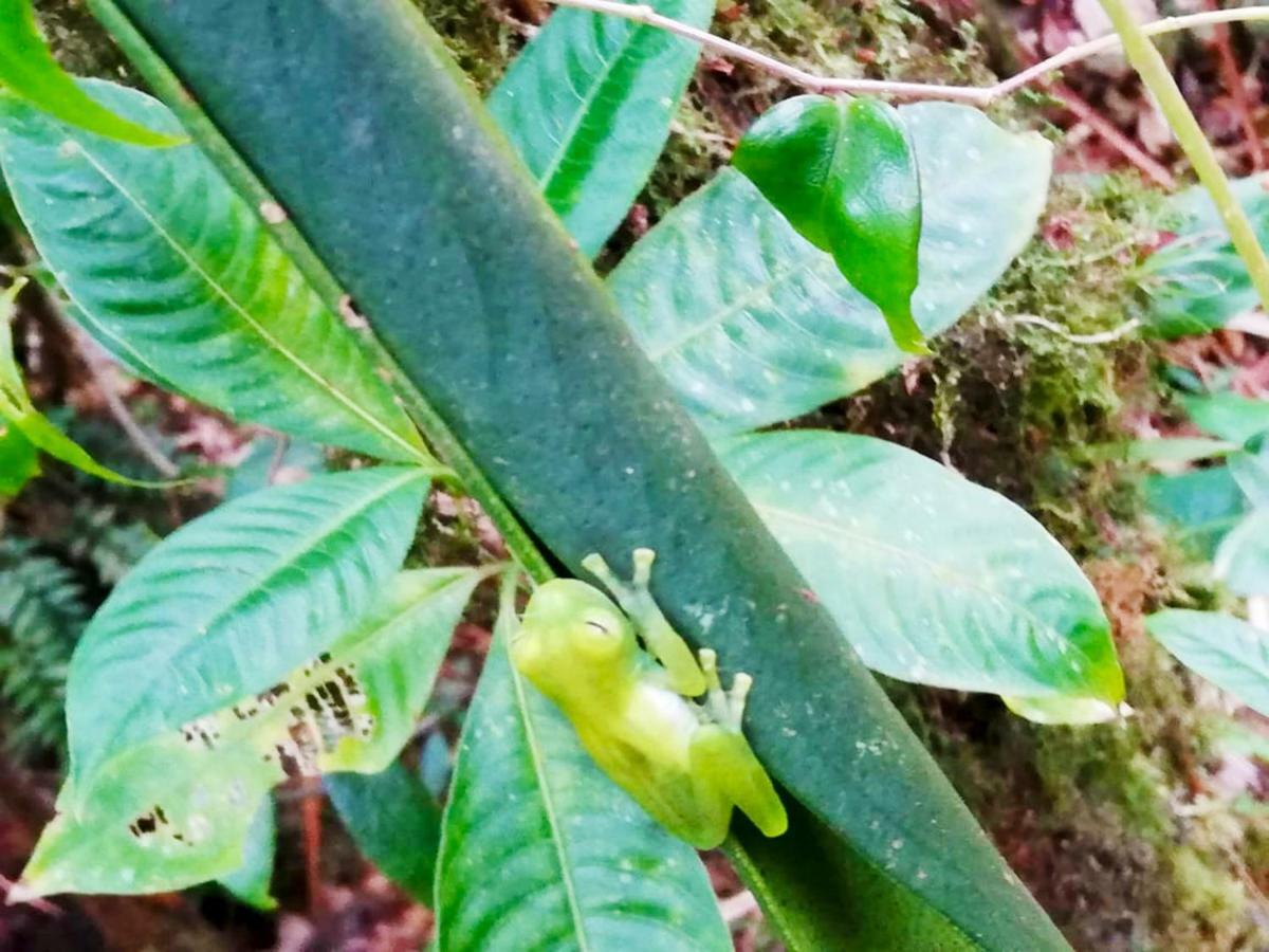 Cabanas Las Orquideas Zapotal  Екстер'єр фото