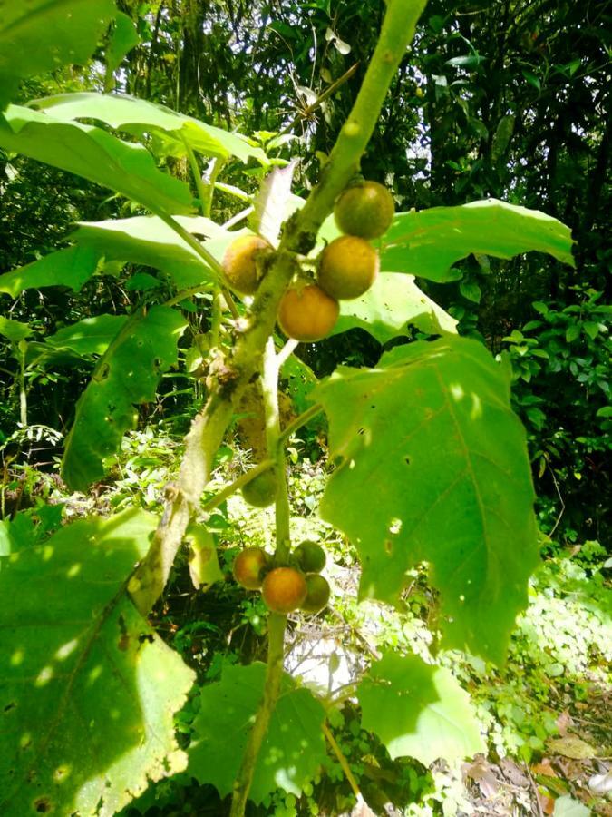 Cabanas Las Orquideas Zapotal  Екстер'єр фото